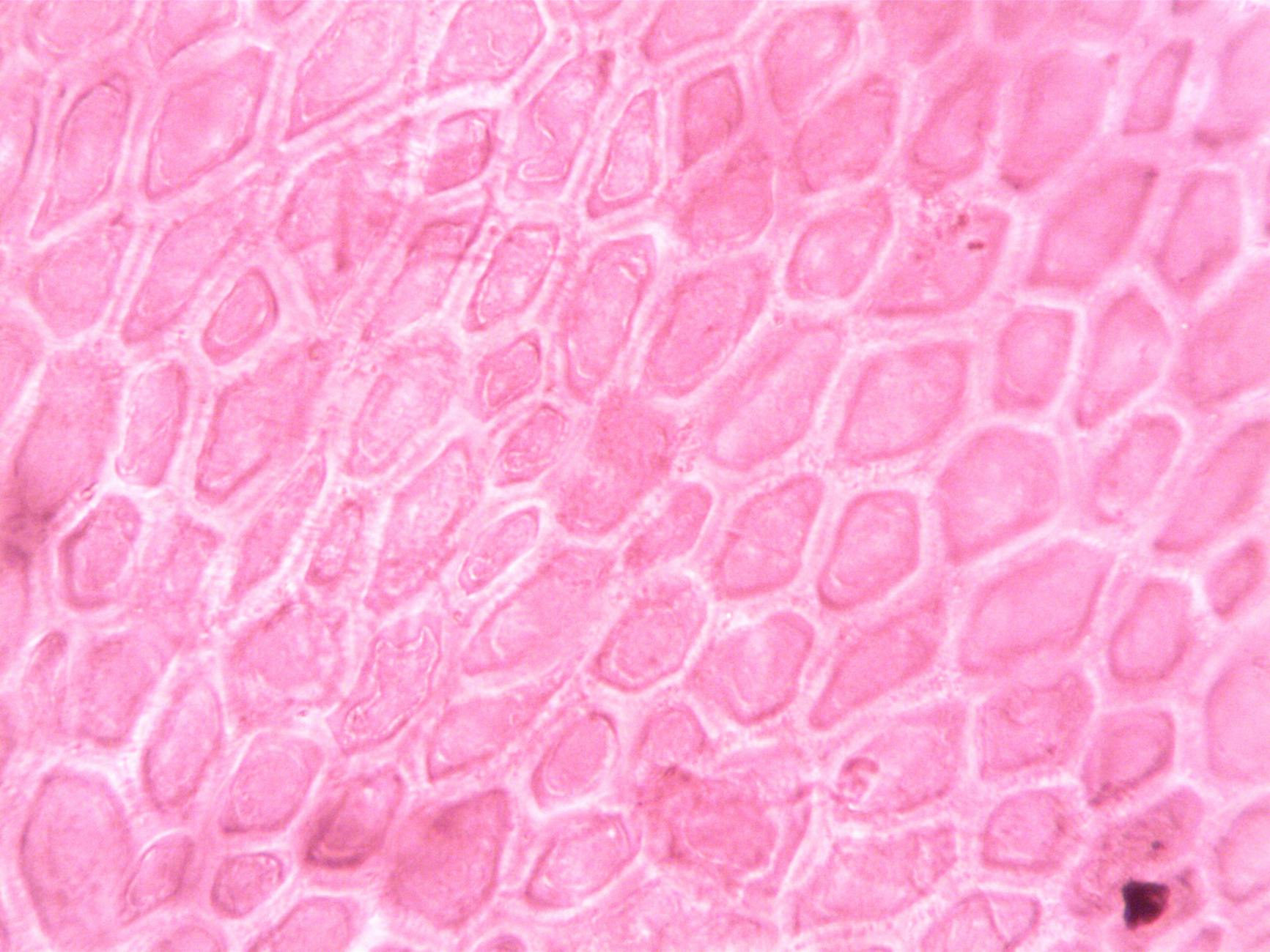 Estrutura celular detalhada vista ao microscópio ilustrando os mecanismos do envelhecimento biológico