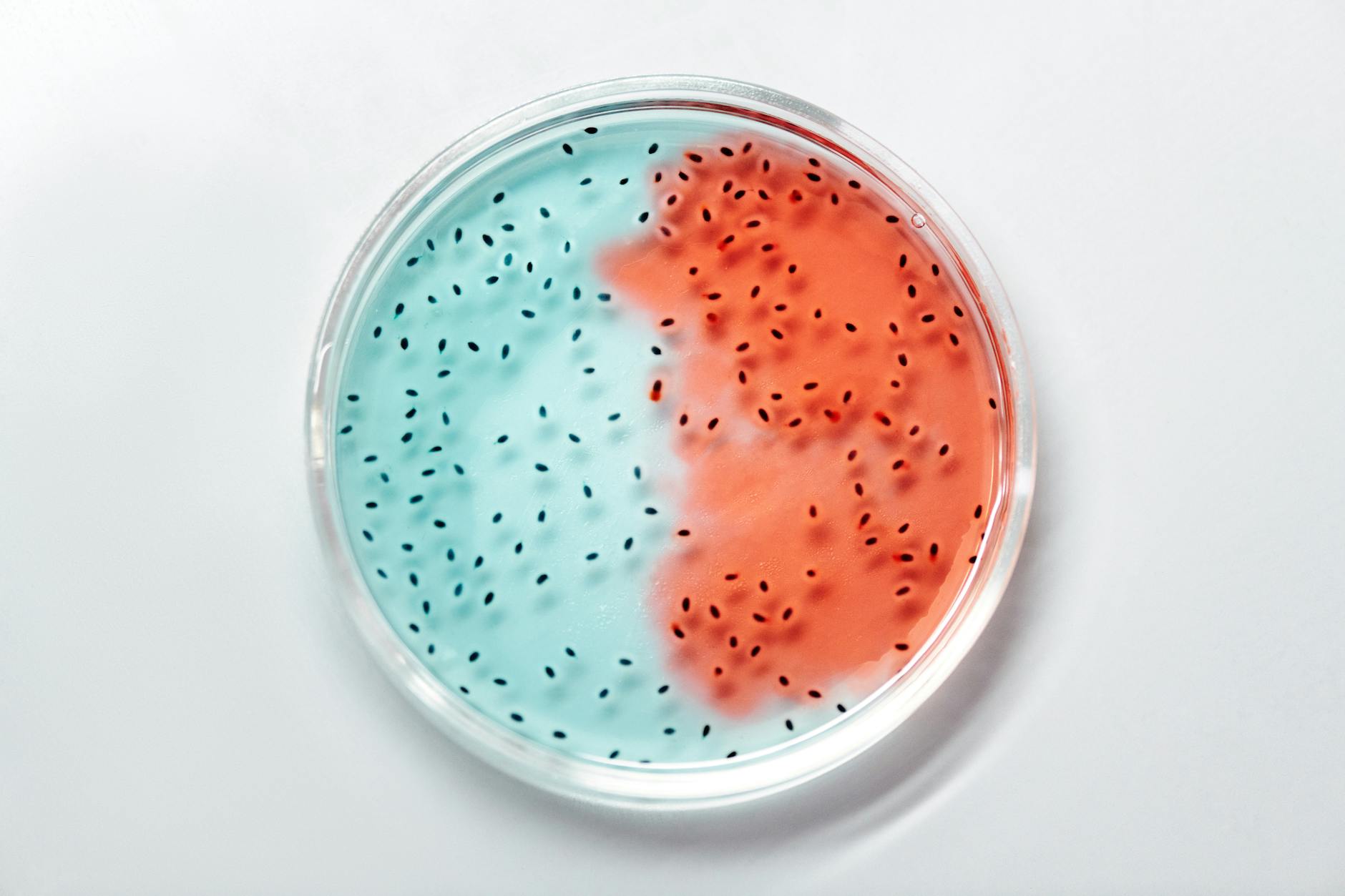 Culturas de bactérias em placa de Petri ilustrando a diversidade do microbioma intestinal