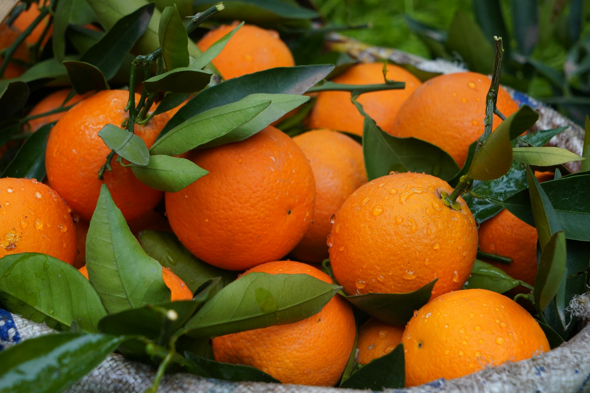 Vitamina C e Genética: Como Seus Genes Influenciam a Absorção e o Aproveitamento do Ácido Ascórbico