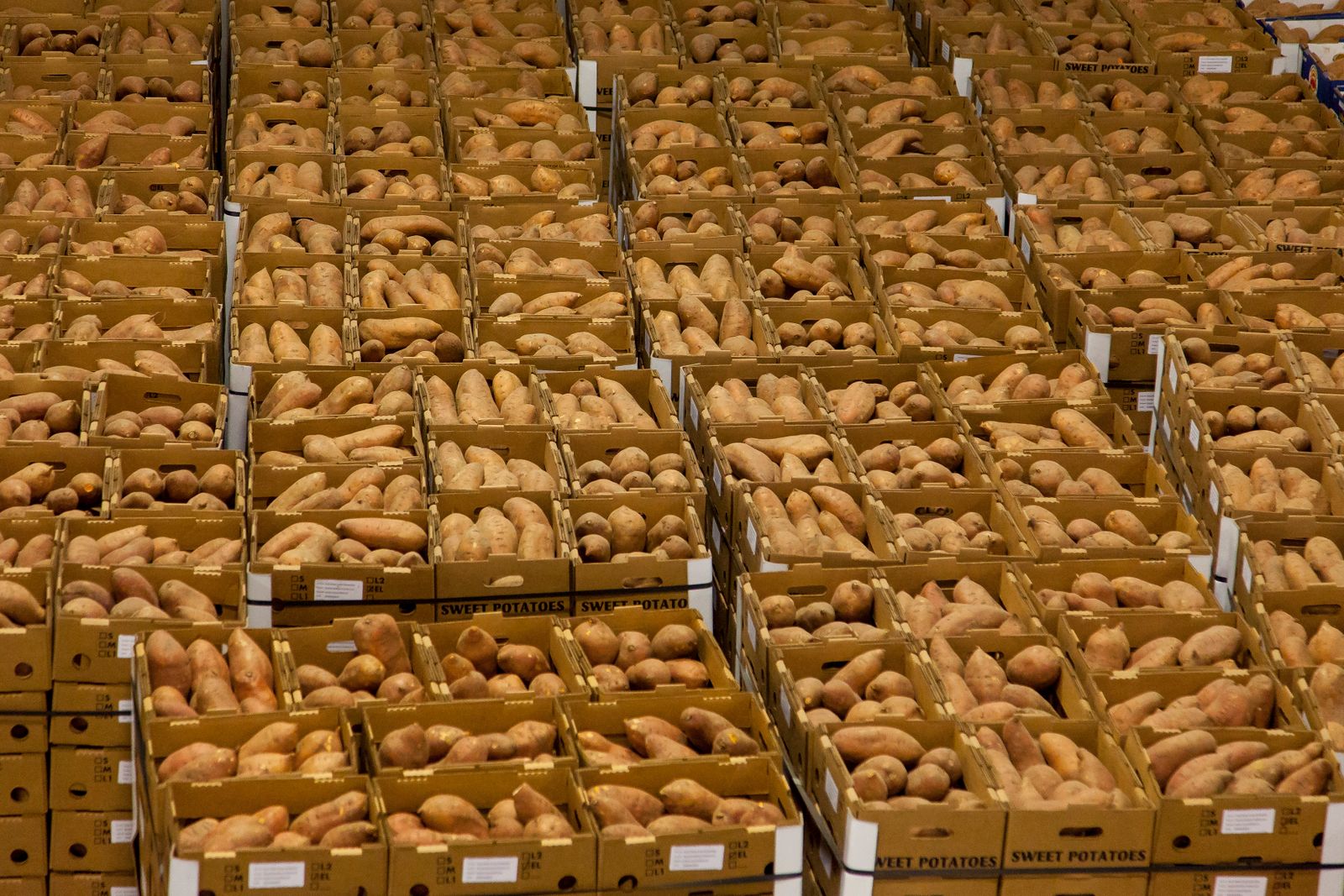Variedade de batatas-doces e raízes alaranjadas, ricas em betacaroteno, fonte vegetal de provitamina A