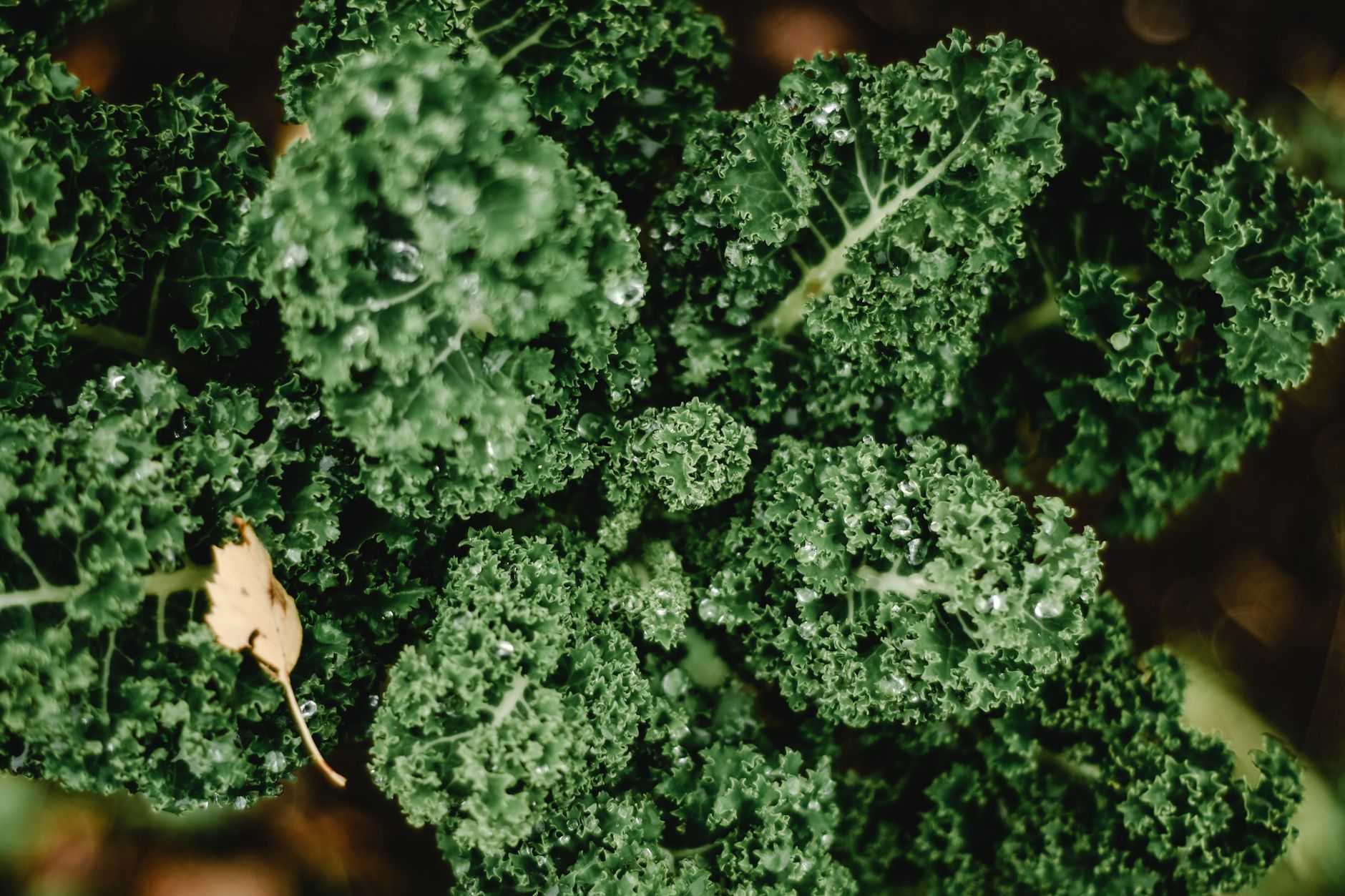 Folhas verdes escuras e vegetais como couve e brócolis, principais fontes de vitamina K1
