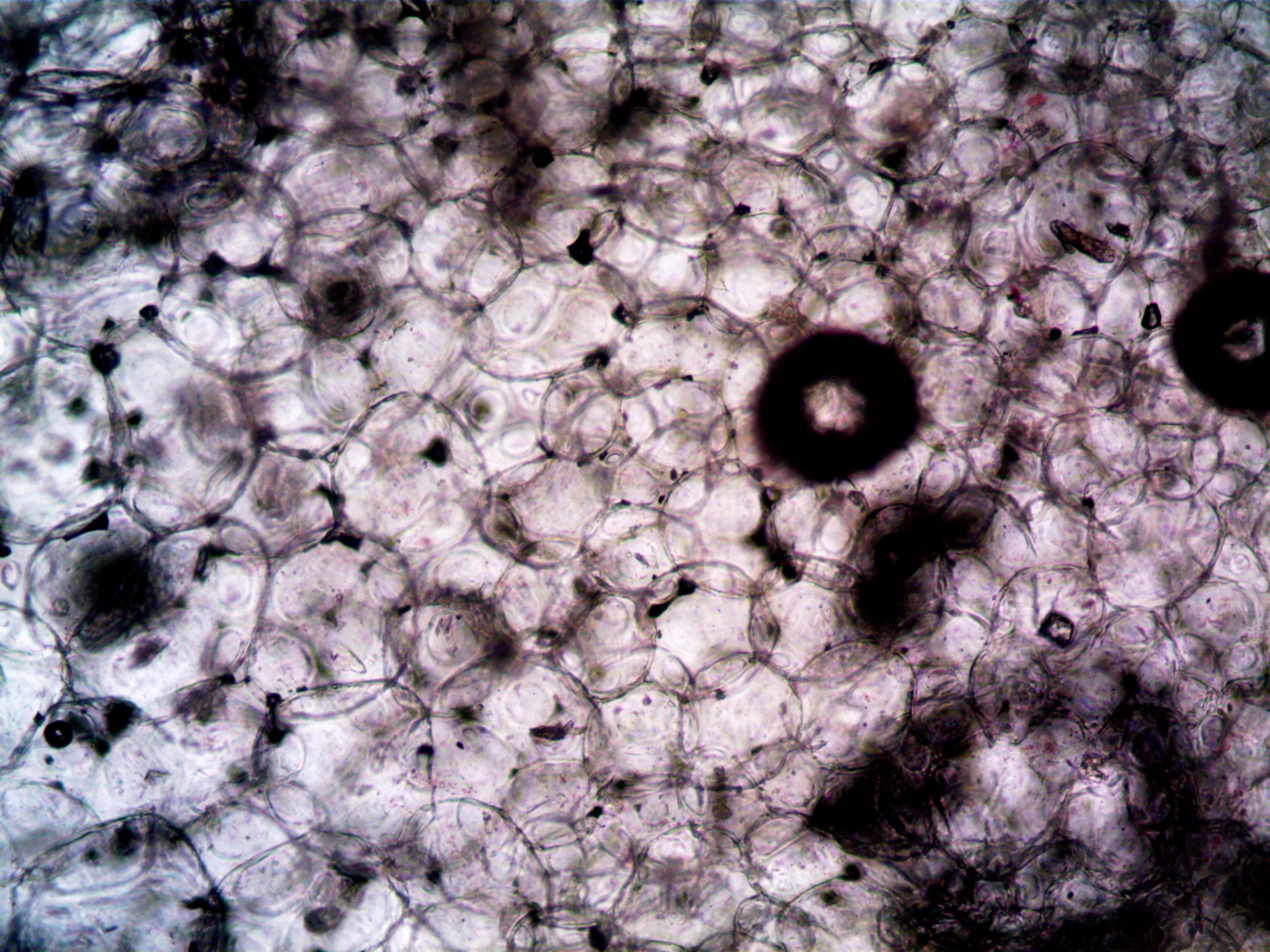 Imagem de células vistas ao microscópio, representando a biologia dos melanócitos
