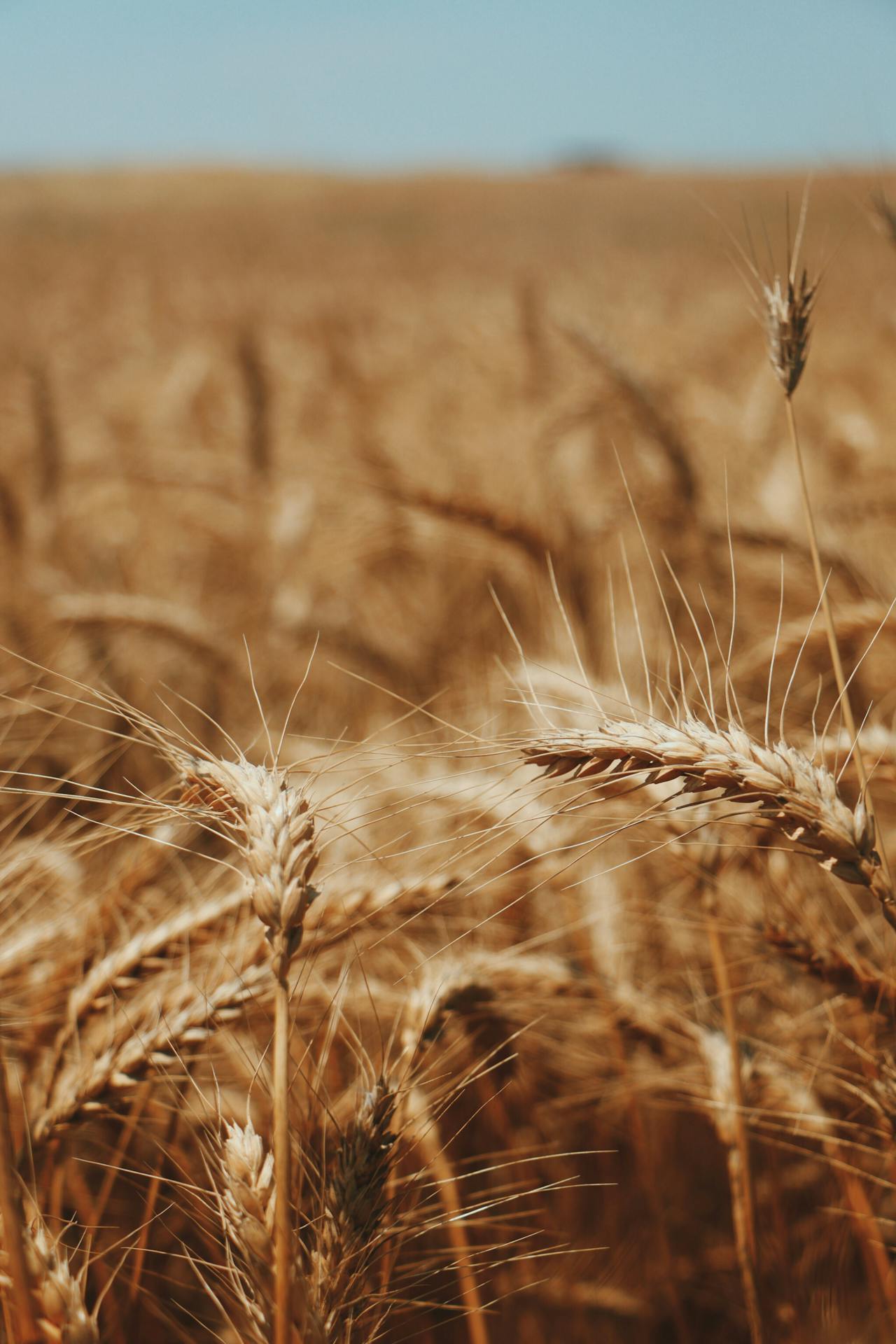 Campo de trigo dourado — Doença Celíaca e Genética
