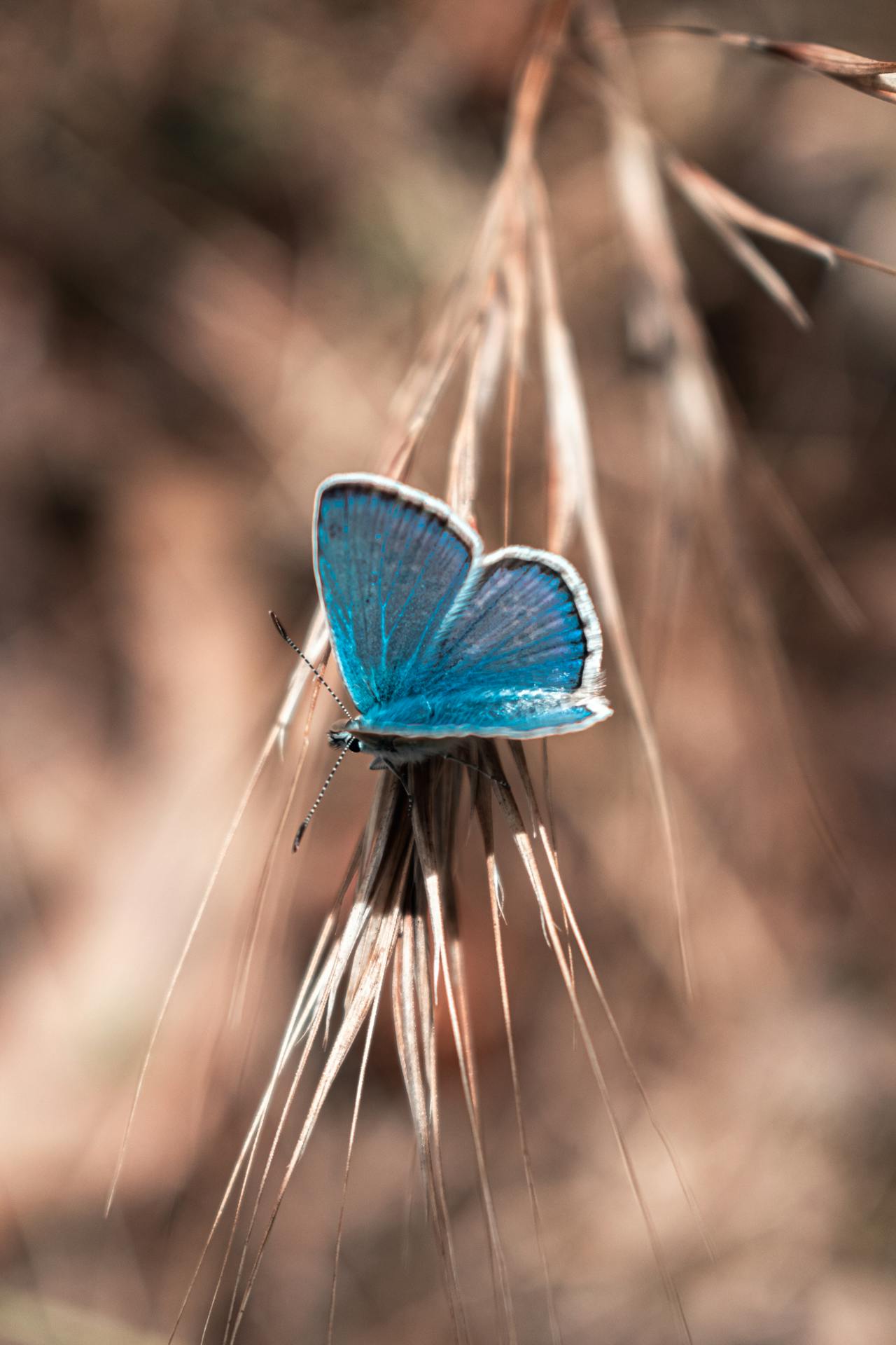 Borboleta azul — metáfora da glândula tireoide
